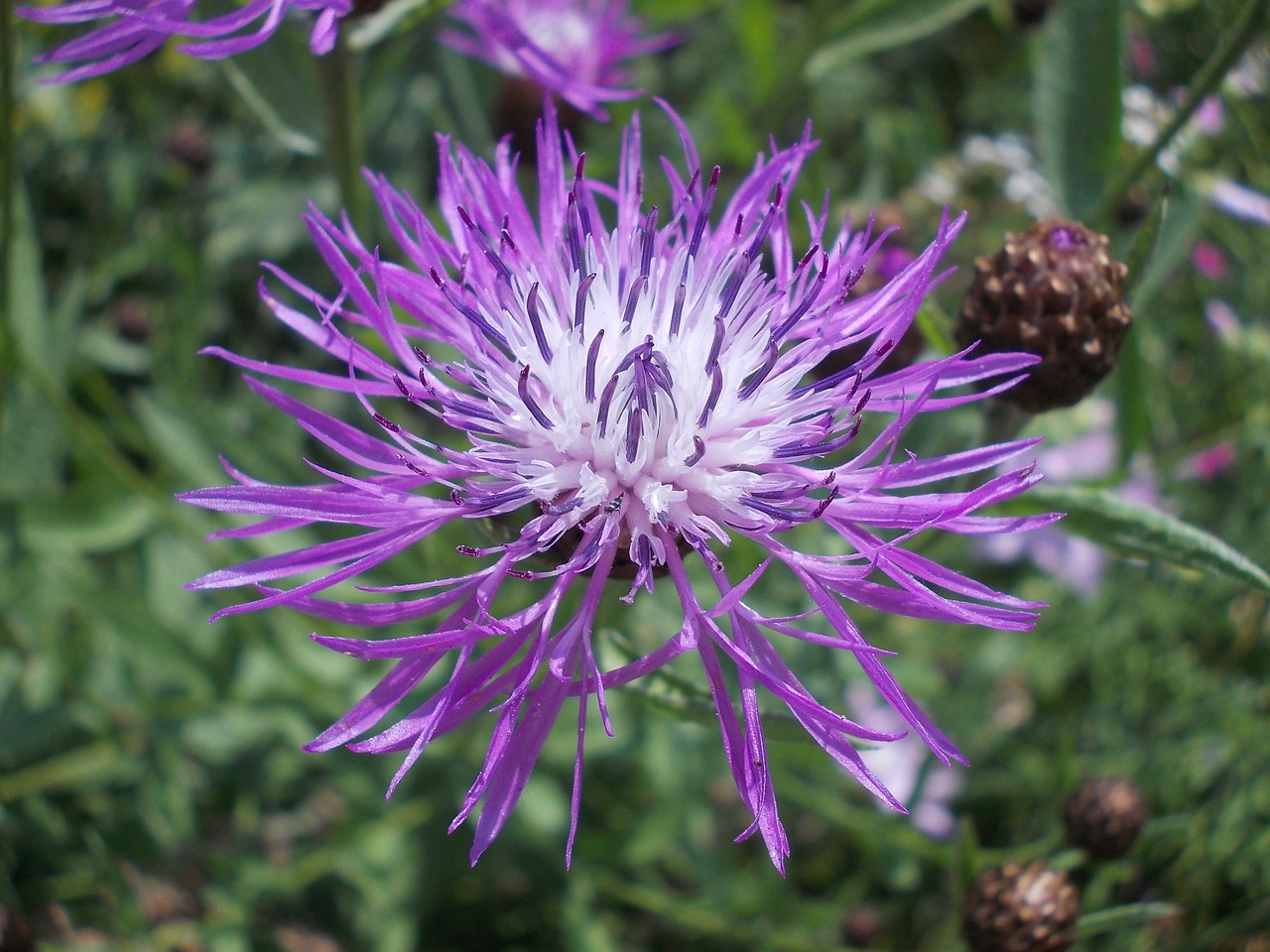 Gėlė, Rudos Knapweed, Laukinė Gėlė, Violetinė, Mėlynieji, Nemokamos Nuotraukos,  Nemokama Licenzija