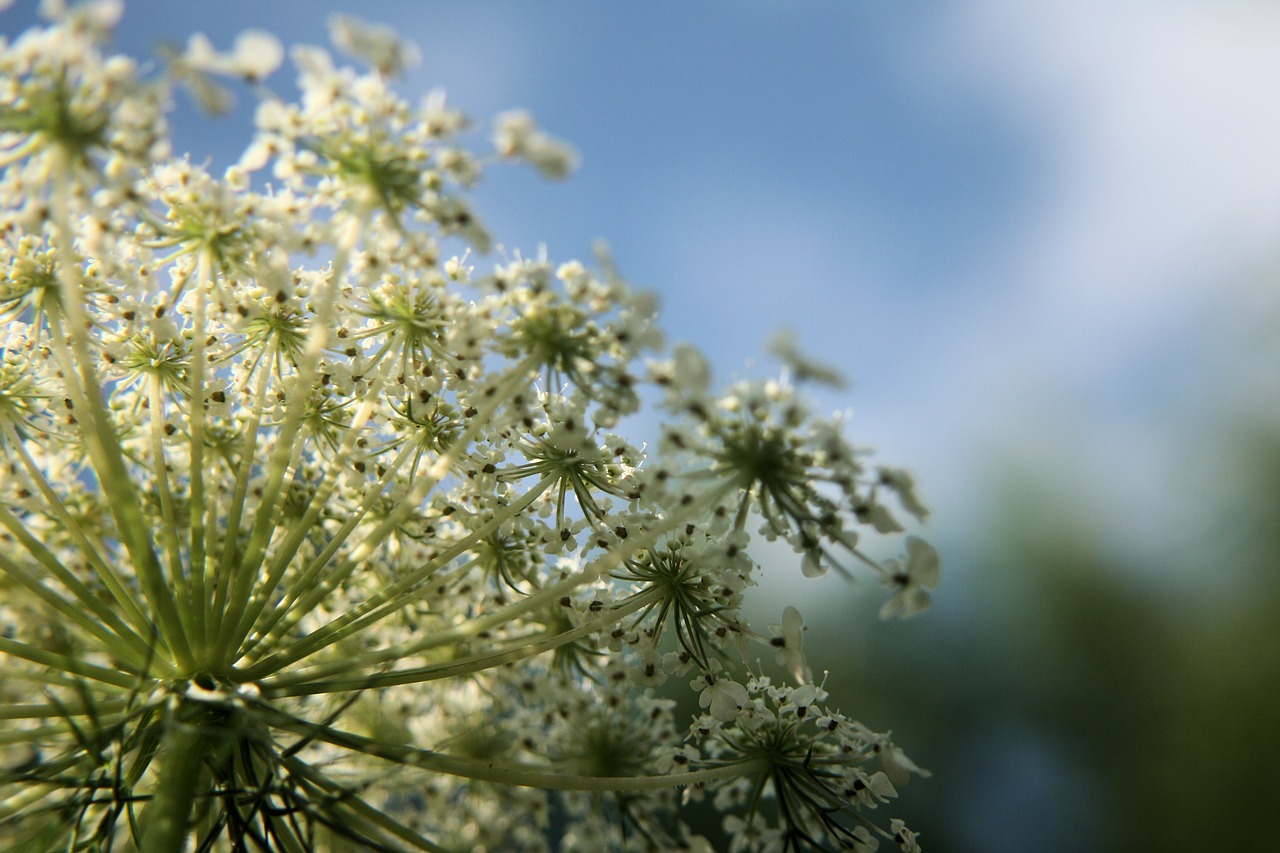 Gėlė, Balta, Wildflower, Laukiniai Morkos, Makro, Iš Arti, Karalienės Anne Nėriniai, Augalas, Gamta, Išsamiai