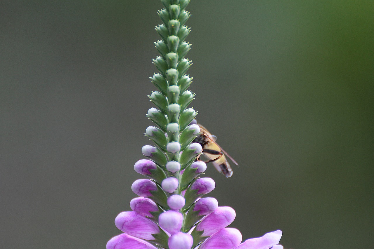 Žiedas, Žydėti, Gėlė, Violetinė, Makro Atvaizdas, Uždaryti, Farbenpracht, Flora, Sodo Augalas, Nemokamos Nuotraukos