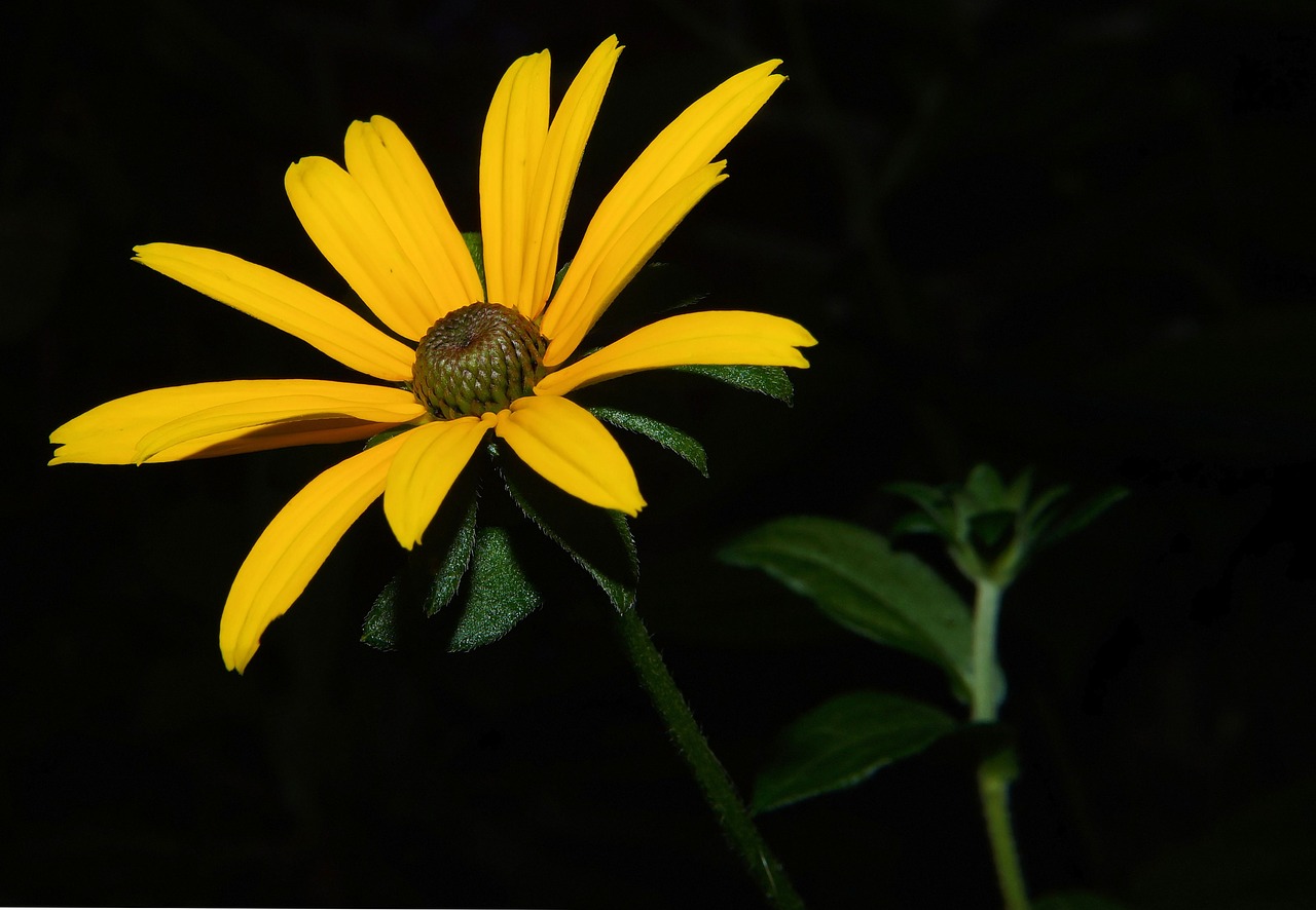 Gėlė, Žiedas, Žydėti, Geltona, Uždaryti, Žydėti, Gėlių Sodas, Atmosfera, Flora, Naktį