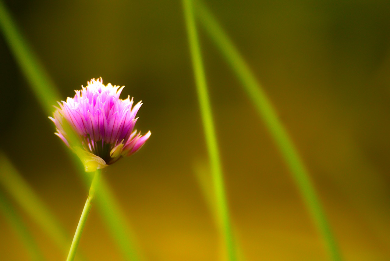 Gėlė, Violetinė, Žolelės, Gamta, Sodas, Flora, Nemokamos Nuotraukos,  Nemokama Licenzija