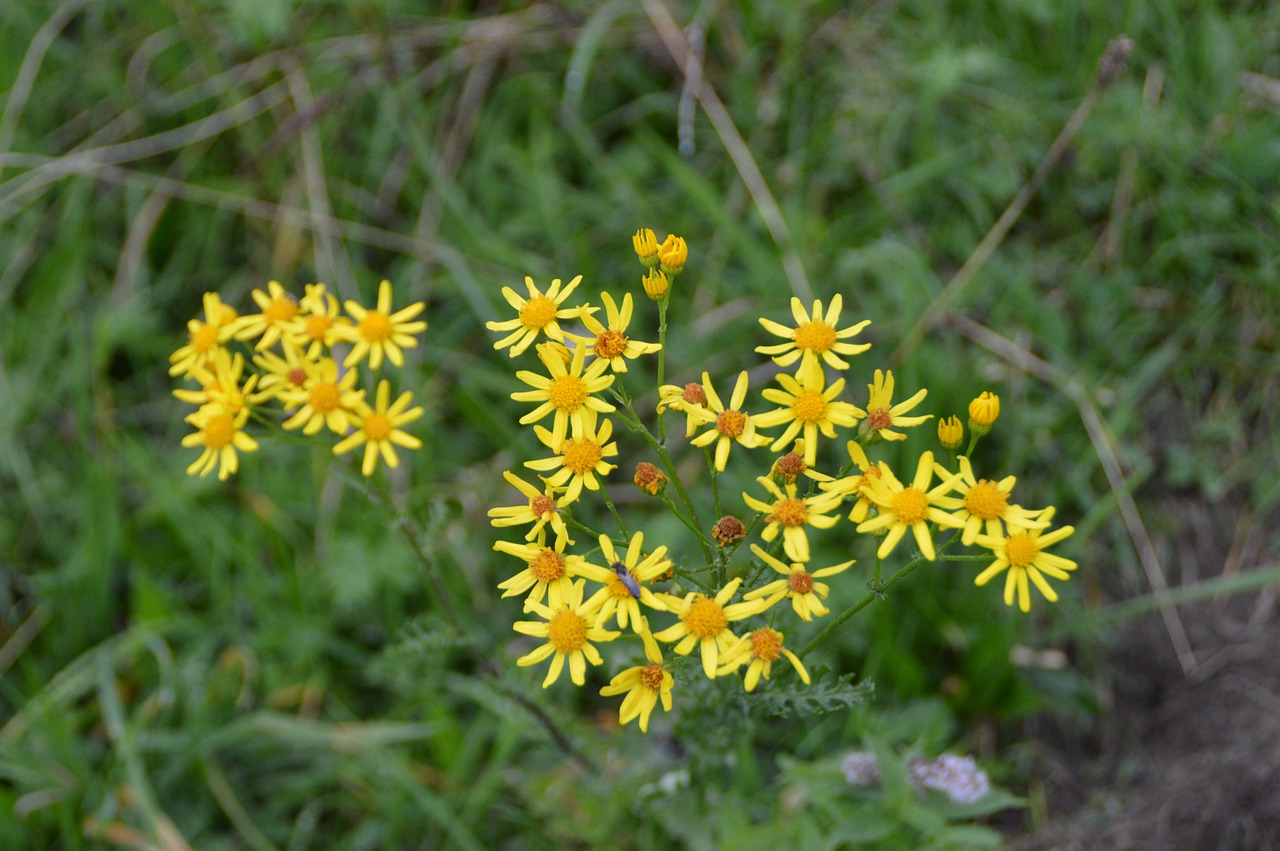 Gėlė, Džakobas Ambrozė, Žiedas, Žydėti, Geltona, Aštraus Gėlė, Toksiškas, Augalas, Flora, Gamta