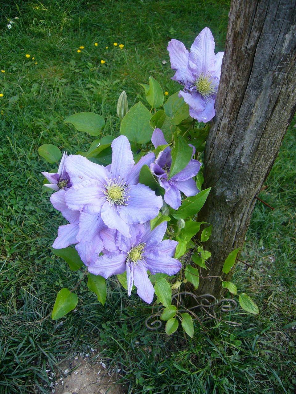 Gėlė, Clematis, Sodas, Nemokamos Nuotraukos,  Nemokama Licenzija