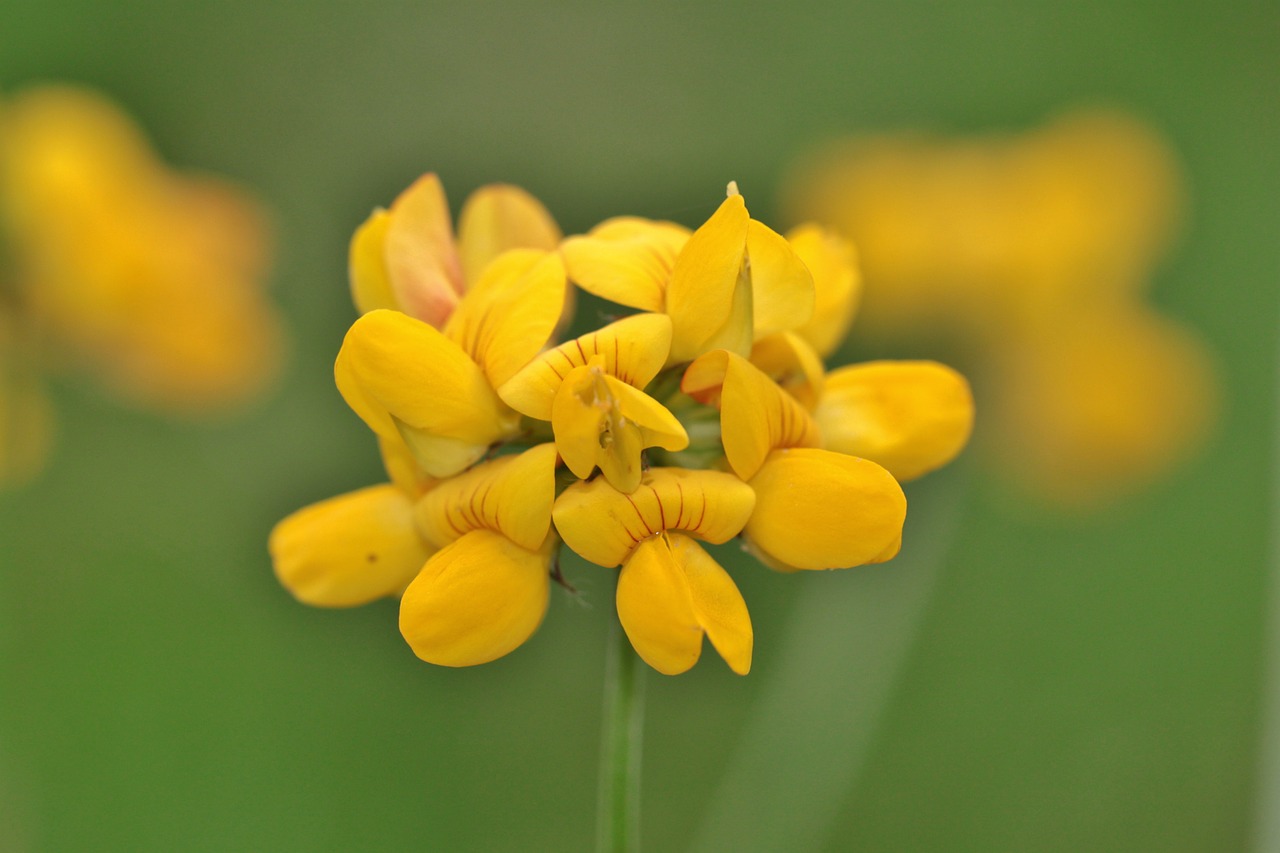 Gėlė, Žiedas, Žydėti, Augalas, Gamta, Žydėti, Flora, Makro, Vasara, Uždaryti