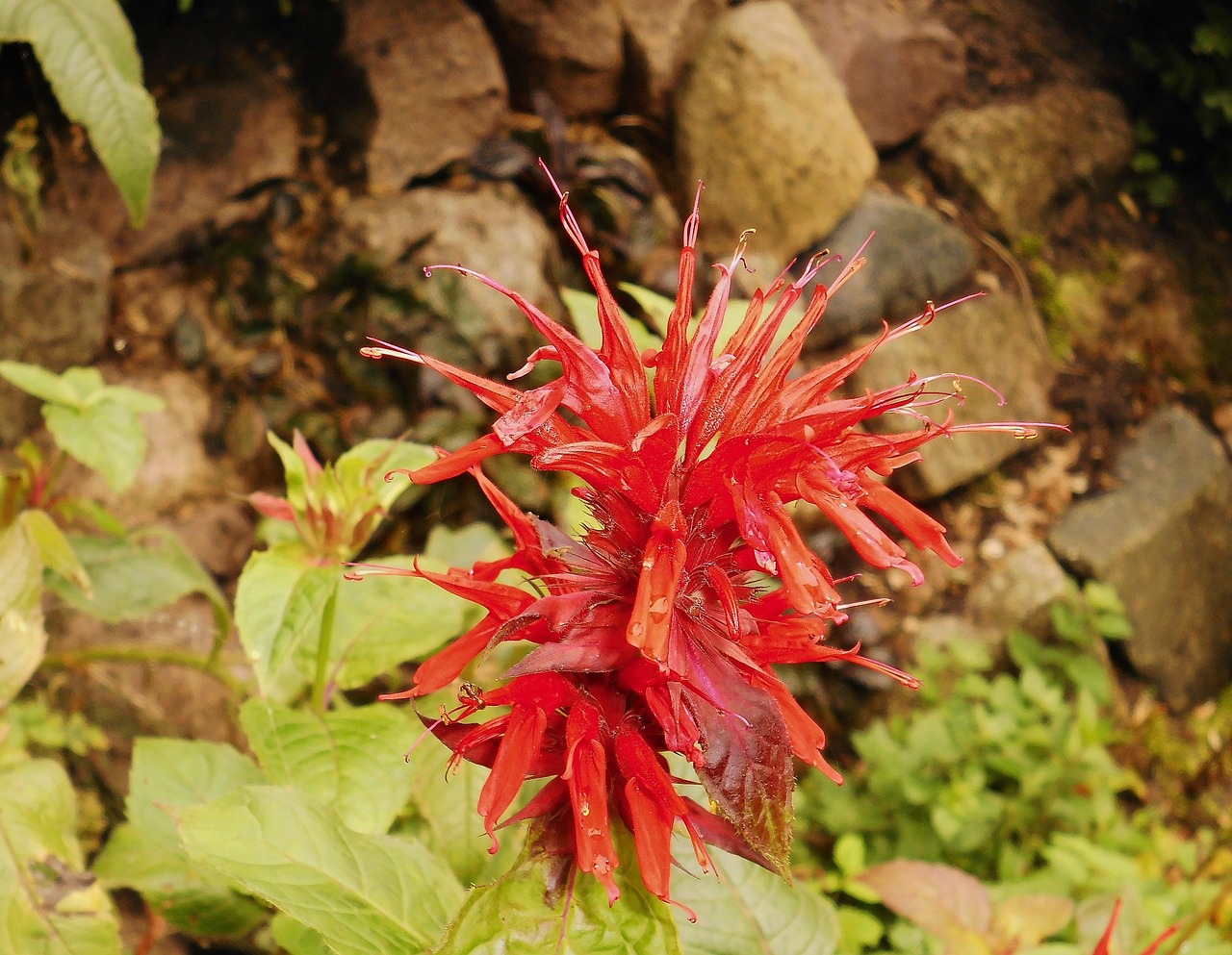 Gėlė, Raudona, Žiedas, Žydėti, Gamta, Flora, Mėtų, Ruduo, Uždaryti, Nemokamos Nuotraukos