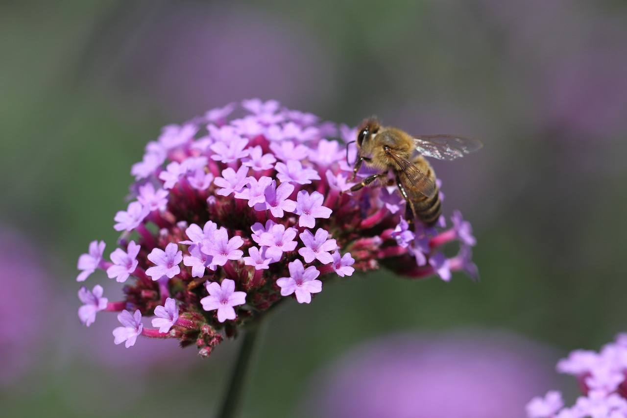 Gėlė, Sodas, Flora, Rožinis, Augalas, Gėlės, Gamta, Bičių, Makro, Violetinė