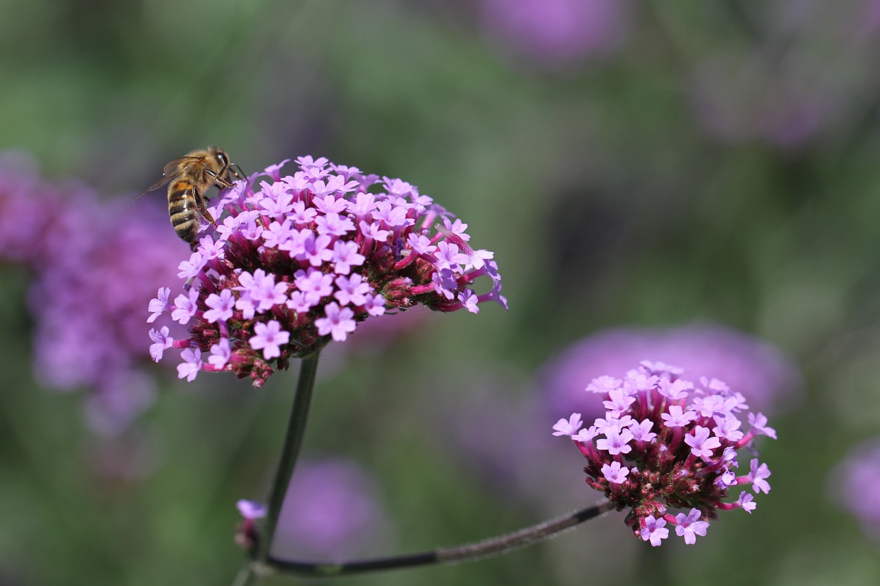 Gėlė, Violetinė, Žiedas, Žydėti, Purpurinė Gėlė, Gamta, Bičių, Uždaryti, Violetinė, Sodas