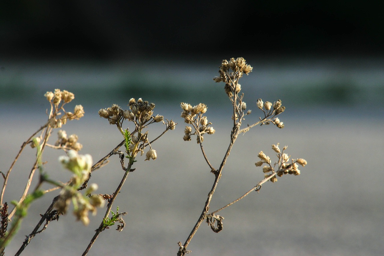 Gėlė, Žalias, Pilka, Flora, Žiedas, Žydėti, Makro, Gamta, Nemokamos Nuotraukos,  Nemokama Licenzija