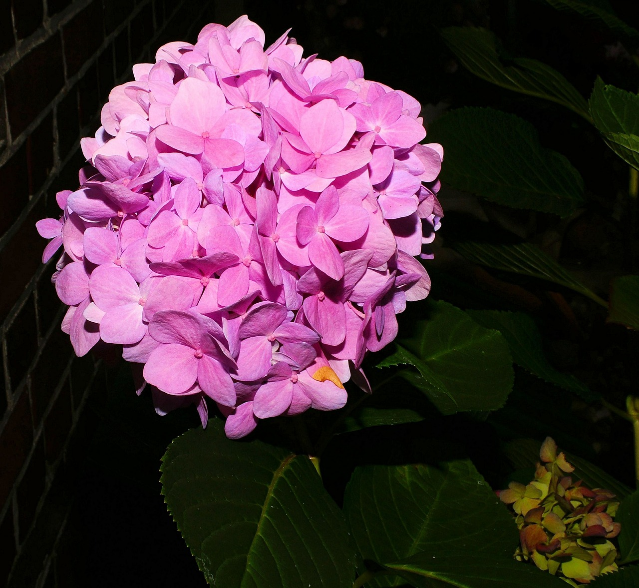 Gėlė, Gėlės, Hydrangeas, Violetinė, Augalas, Violetinė, Vasara, Uždaryti, Sodas, Hauswand