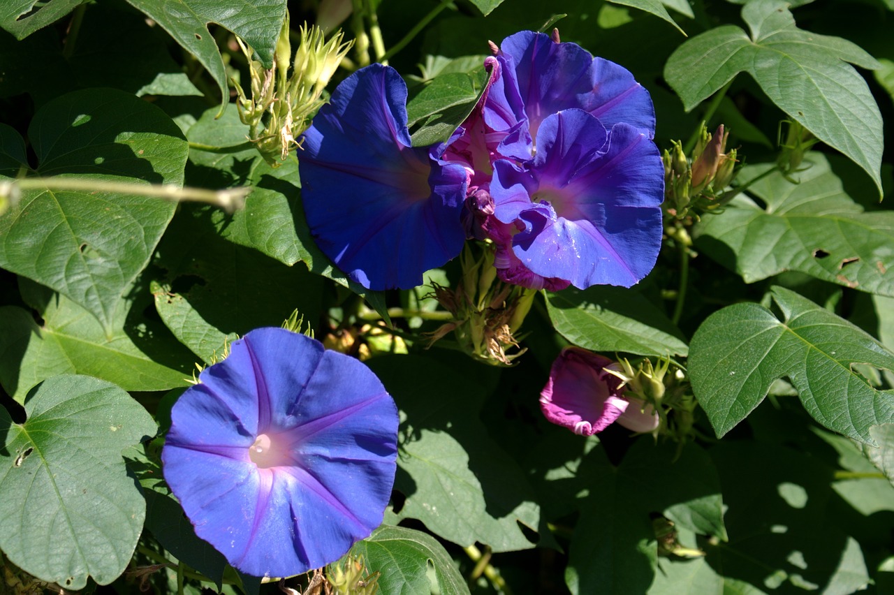 Gėlė, Varpas, Ipomoea Purpurea, Don Diego Diena, Violetinė, Nemokamos Nuotraukos,  Nemokama Licenzija