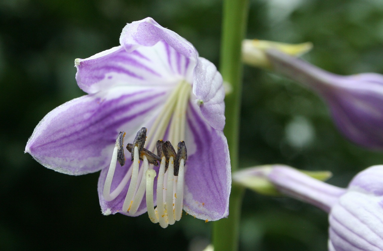 Gėlė, Violetinė, Hosta, Žiedas, Gėlių, Vasara, Flora, Sodas, Žydėti, Dekoratyvinis