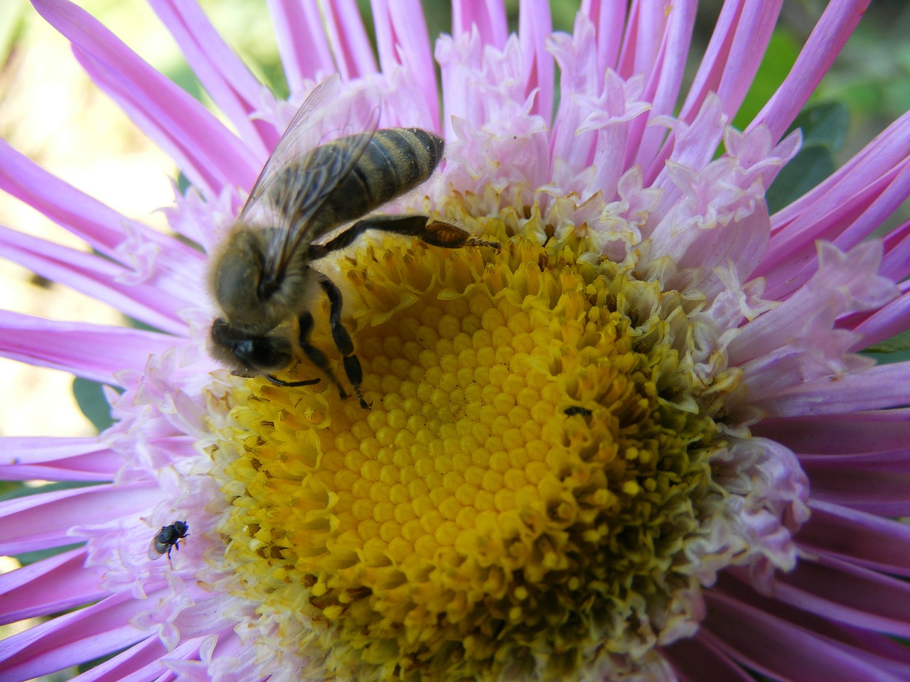 Gėlė, Bičių, Makro, Žiedlapiai, Mov, Geltona, Žiedadulkės, Insekta, Nemokamos Nuotraukos,  Nemokama Licenzija