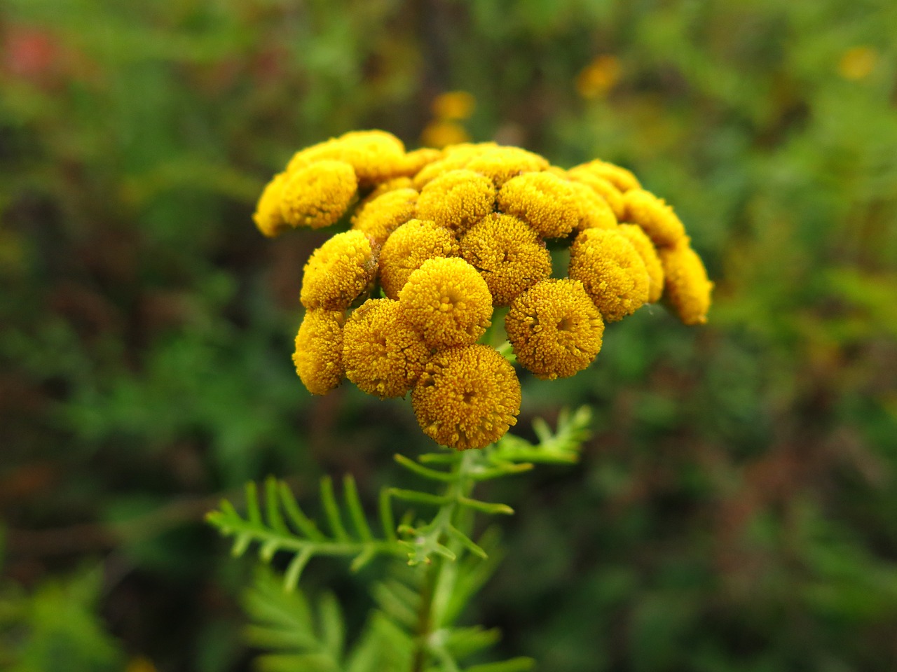 Gėlė, Geltona, Augalas, Tansy, Gamta, Žiedas, Vasara, Makro, Gėlių, Žalias