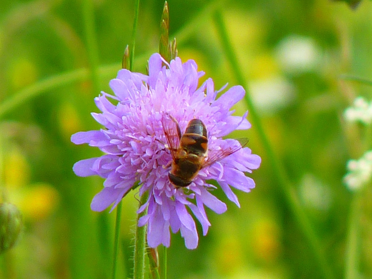 Gėlė, Augalas, Violetinė, Gamta, Violetinė, Nemokamos Nuotraukos,  Nemokama Licenzija