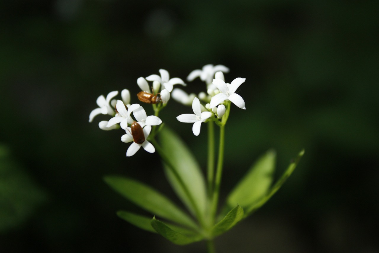 Gėlė, Balta Gėlė, Wildflower, Nemokamos Nuotraukos,  Nemokama Licenzija