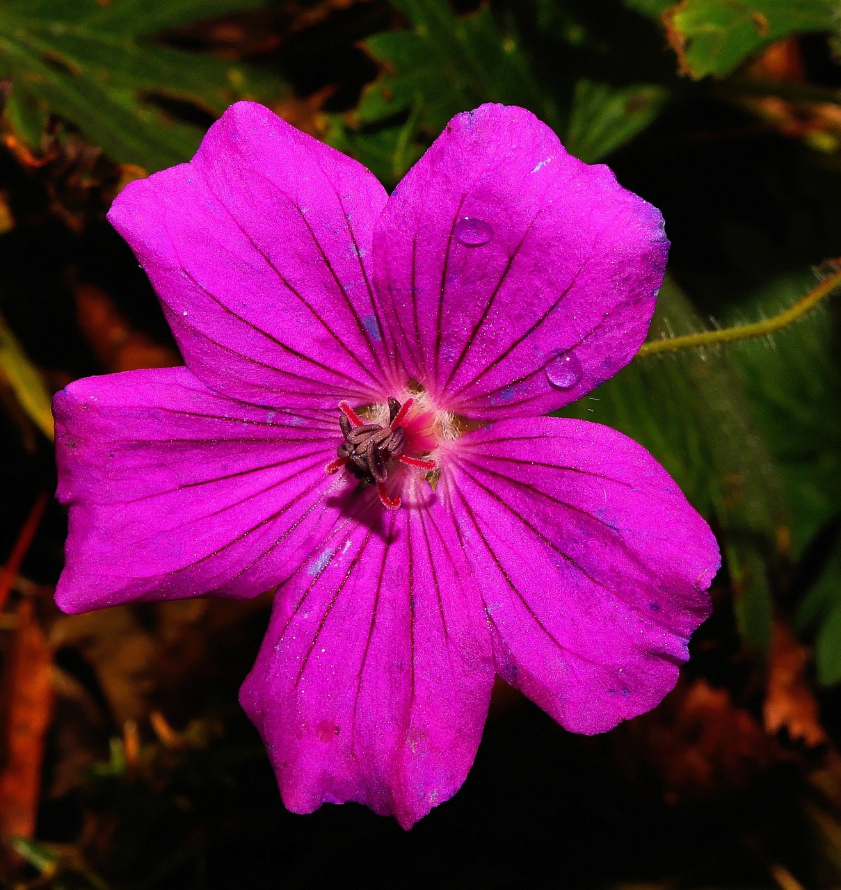 Gėlė, Žiedas, Žydėti, Violetinė, Uždaryti, Balta, Augalas, Filigranas, Šviesus, Spalvinga