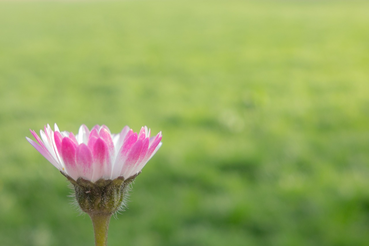 Gėlė, Daisy, Rožinė Daisy, Rožinis, Kompozitai, Žiedas, Žydėti, Makro, Uždaryti, Tausendschön