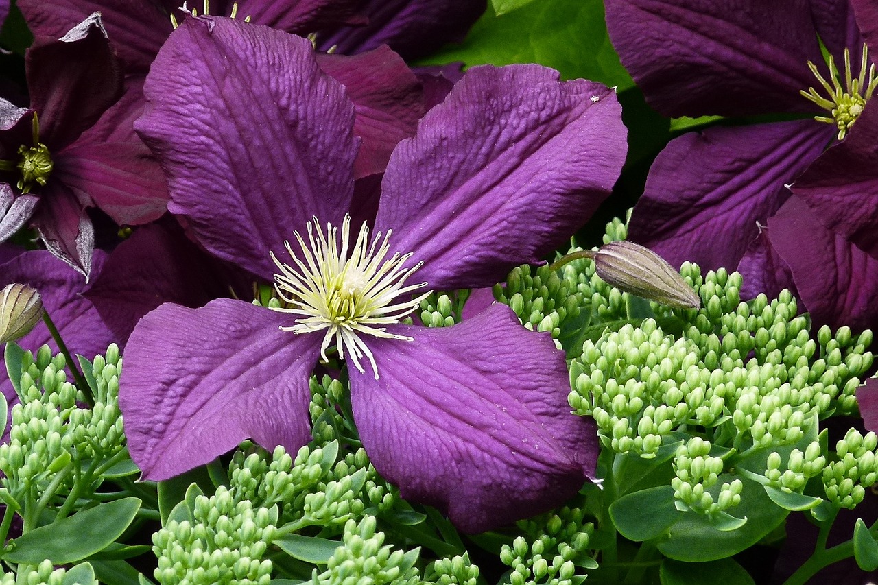 Gėlė, Violetinė, Žiedlapiai, Makro, Gėlių, Flora, Žiedas, Žydėti, Sodas, Gamta