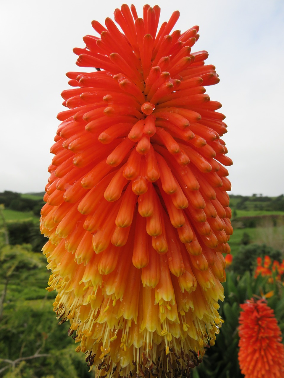 Gėlė, Žibintuvėlis, Lelija, Raudonas Karštas Pokeris, Kniphofia Caulescens, Oranžinė, Geltona, Gėlių, Žiedas, Flora