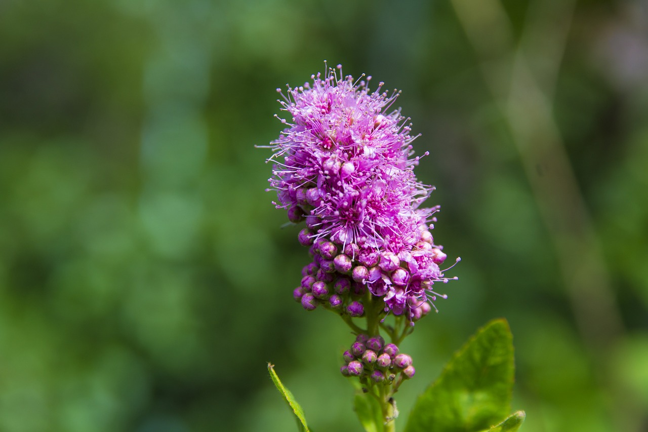 Gėlė, Makro, Violetinė, Gamta, Žalias, Nemokamos Nuotraukos,  Nemokama Licenzija