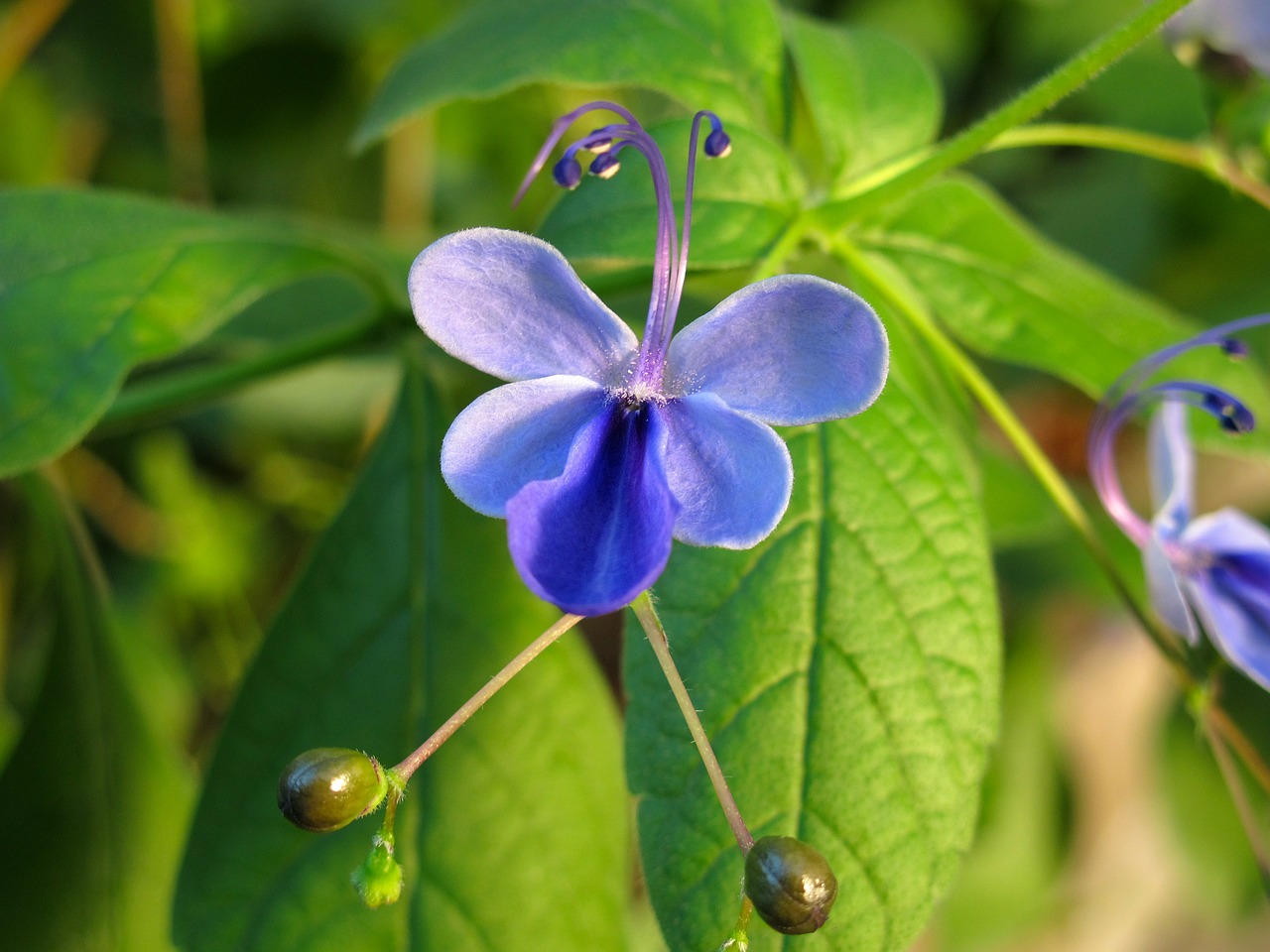 Gėlė, Violetinė, Žiedas, Žydėti, Nemokamos Nuotraukos,  Nemokama Licenzija