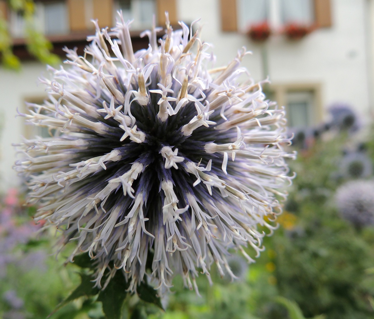 Gėlė, Žiedas, Žydėti, Rutulys, Augalas, Sodas, Nemokamos Nuotraukos,  Nemokama Licenzija