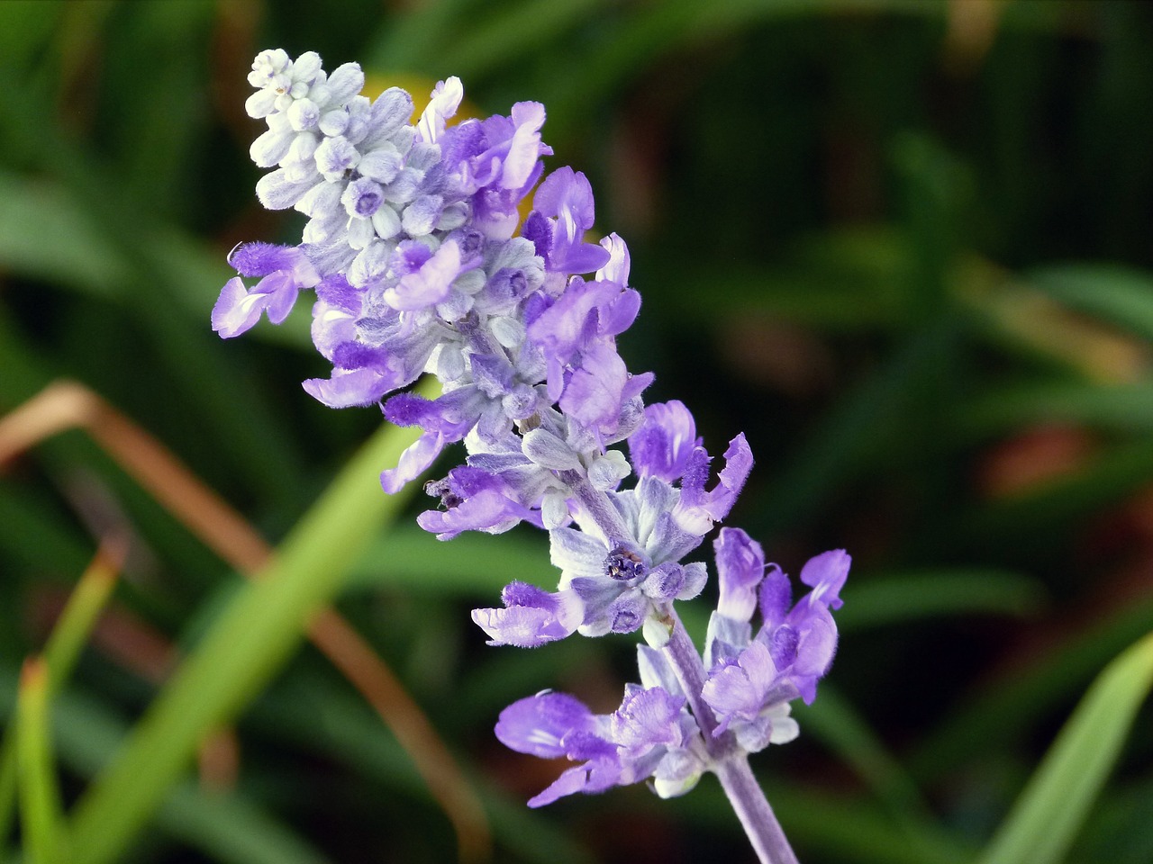 Gėlė, Violetinė, Sodas, Gamta, Gėlių, Žiedas, Žydėti, Flora, Sezonas, Žiedlapis