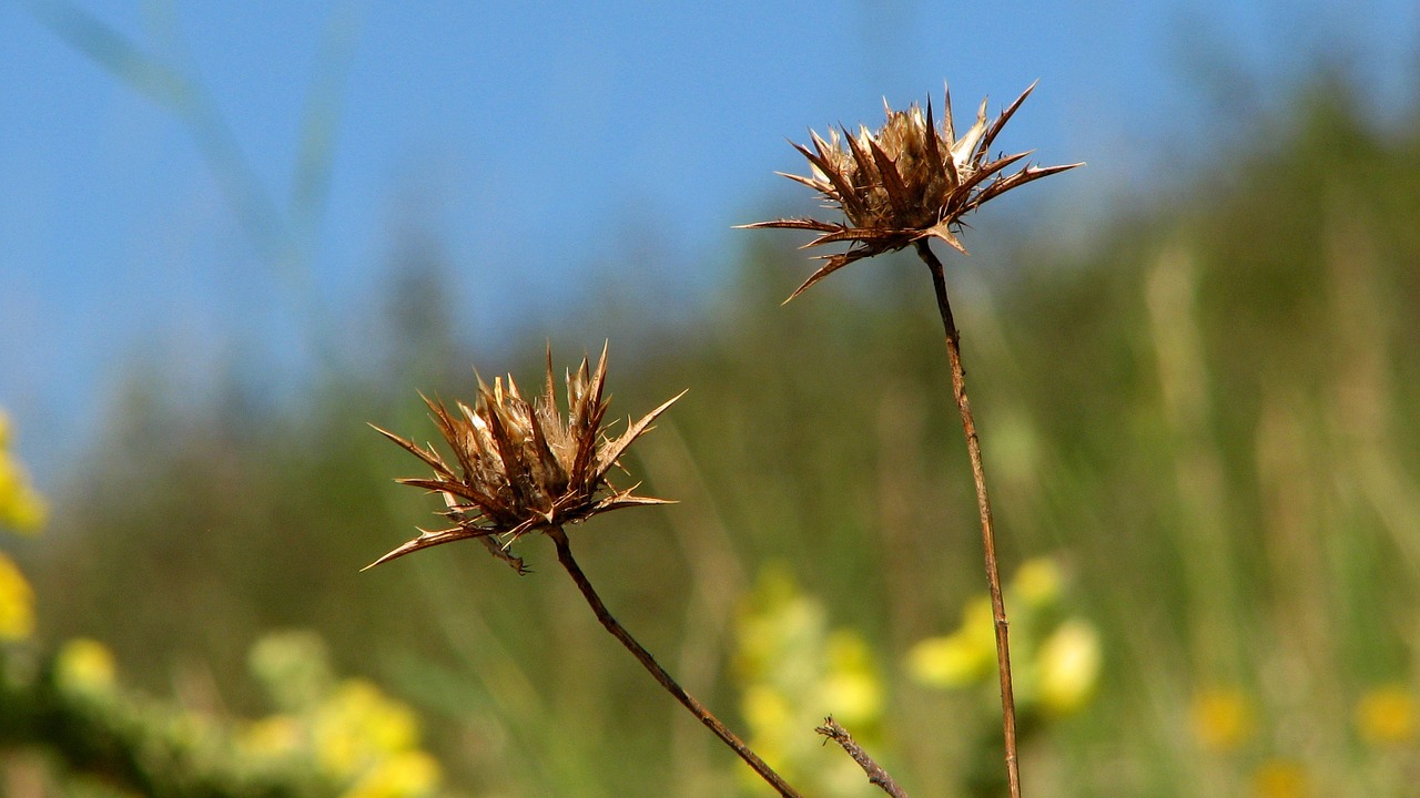 Gėlė, Drakonas, Gėlių, Diena, Žalias, Mėlynas, Dangus, Vasara, Flora, Žolė