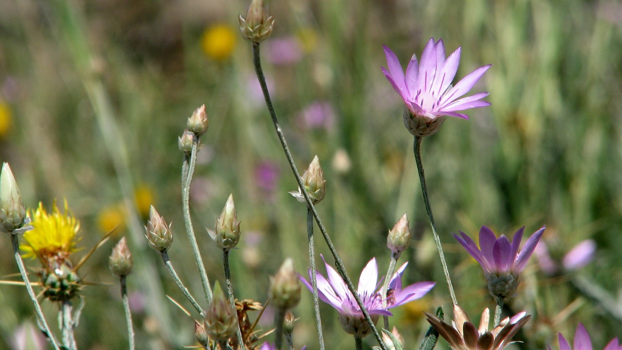 Gėlė, Drakonas, Gėlių, Diena, Žalias, Mėlynas, Dangus, Vasara, Flora, Žolė