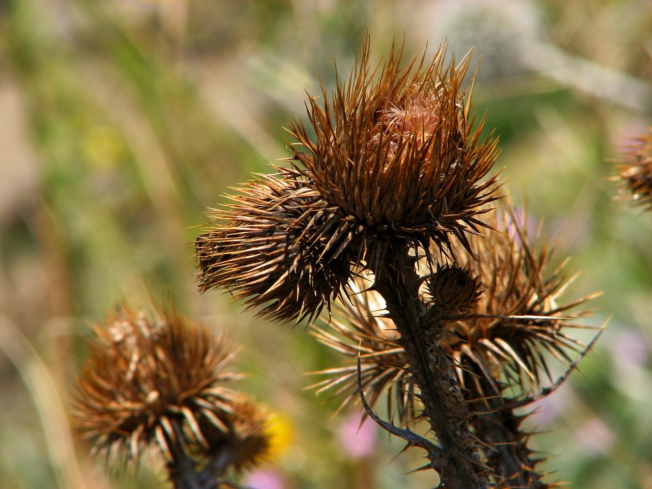 Gėlė, Drakonas, Gėlių, Diena, Žalias, Mėlynas, Dangus, Vasara, Flora, Žolė