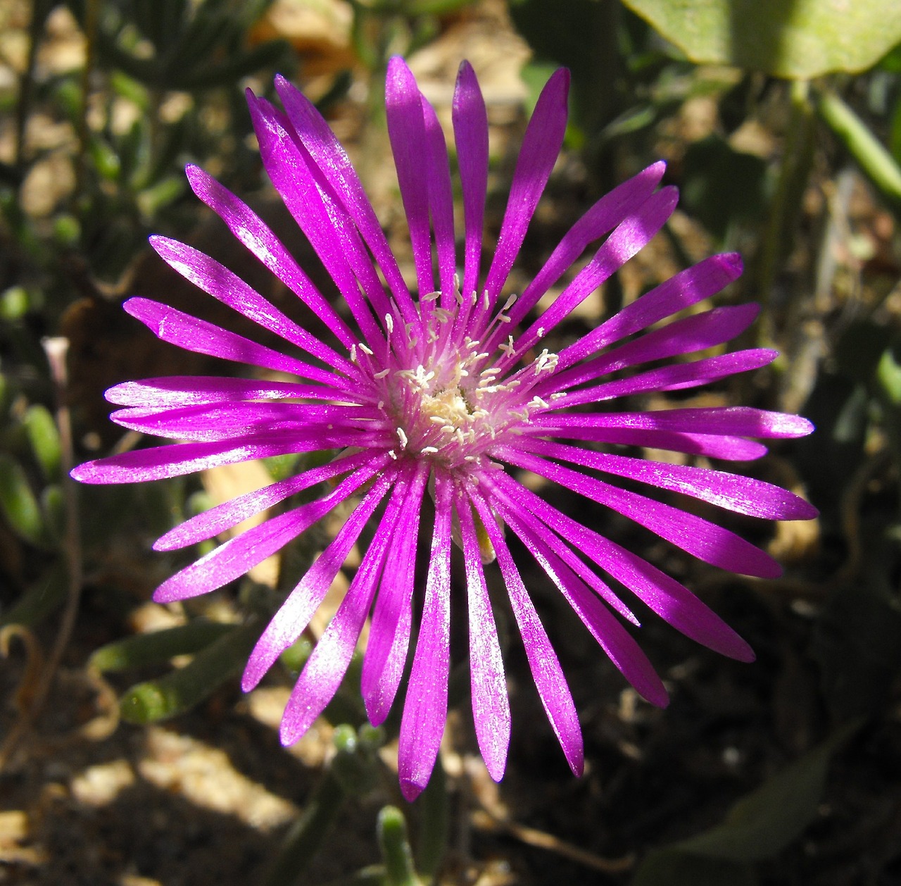 Gėlė, Žydėti, Žiedas, Sultingas, Ledo Šeima, Rožinis, Violetinė, Spalvinga, Sodas, Kraštovaizdis