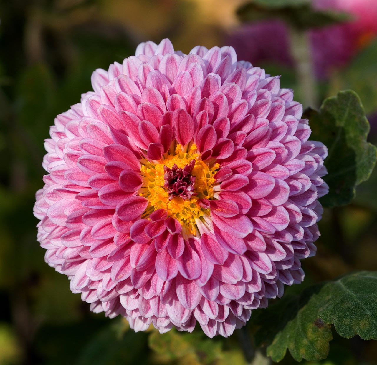 Gėlė, Žydėti, Žiedas, Rožinis, Mama, Spalvinga, Augalas, Šviesus, Linksmas, Chrysanthemum Morifolium