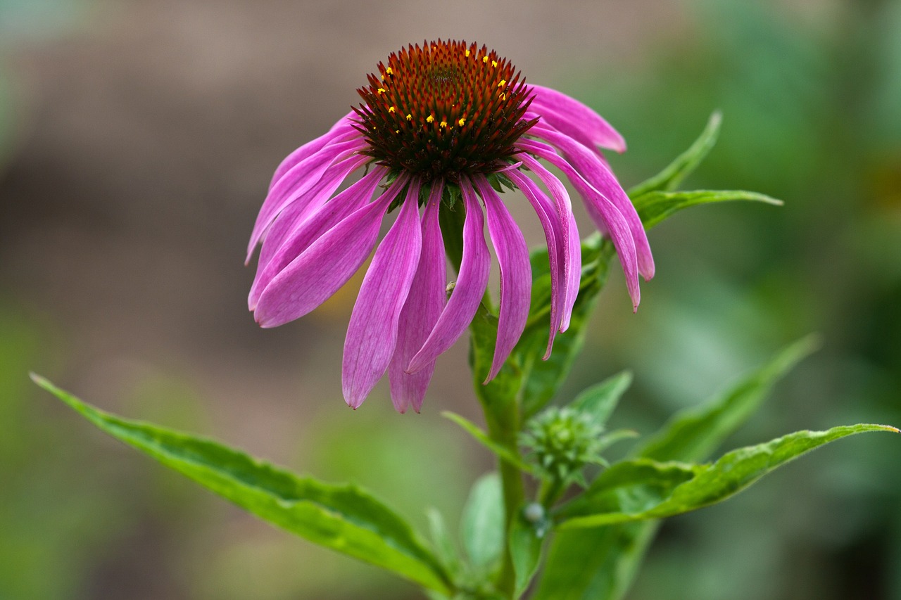 Gėlė, Echinacea, Saulės Skrybėlė, Raudona, Makro, Nemokamos Nuotraukos,  Nemokama Licenzija