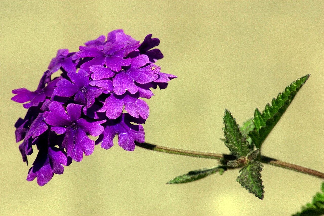 Gėlė, Gėlių Sodas, Makro, Dekoratyvinė Gėlė, Violetinė, Violetinė, Nemokamos Nuotraukos,  Nemokama Licenzija