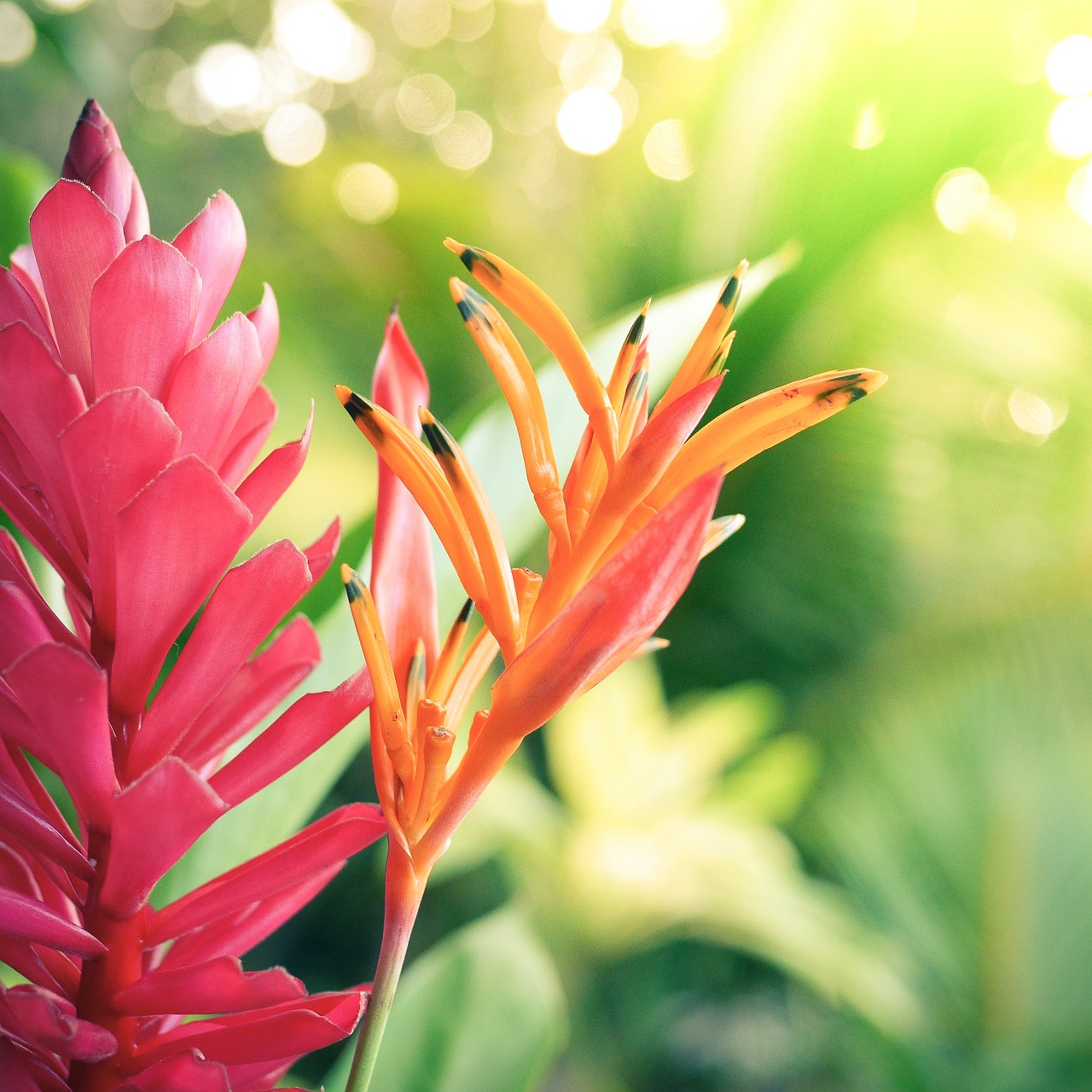 Gėlė, Hawaii, Egzotiškas, Atogrąžų, Kelionė, Rojus, Havajų Kalba, Gėlių, Augalas, Gamta