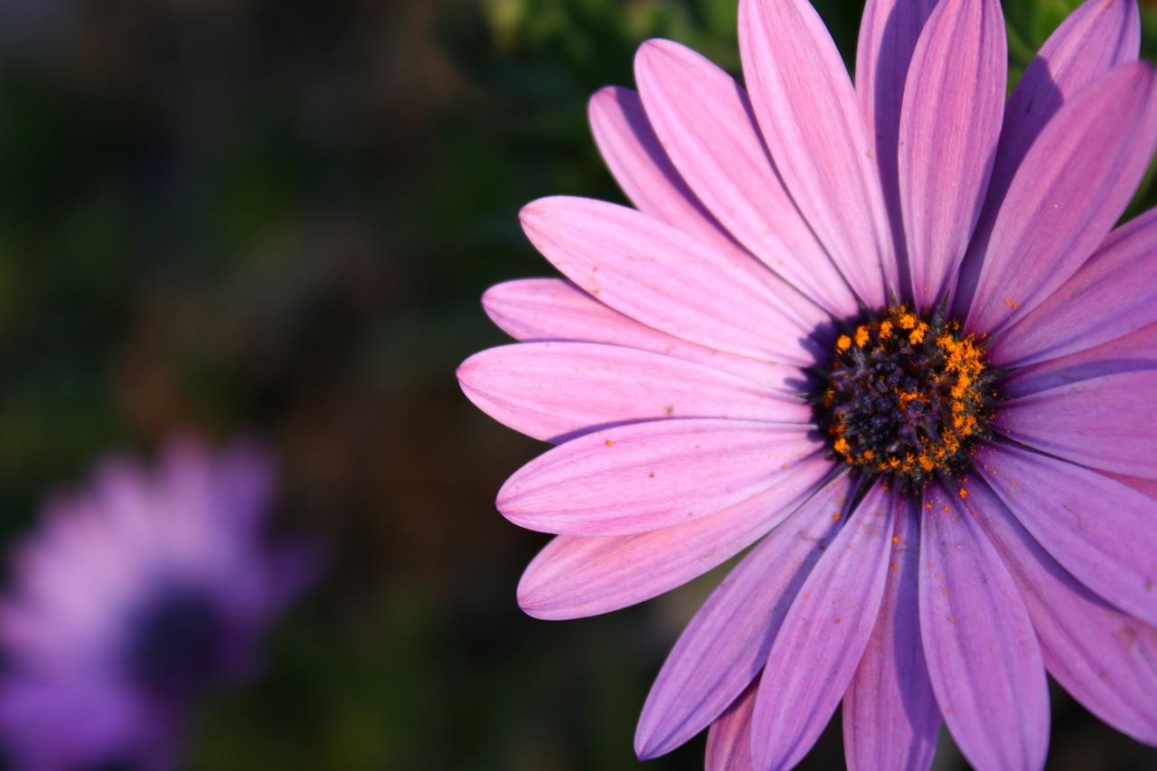 Gėlė, Violetinė, Rožinis, Gėlės, Rosa, Gamta, Nemokamos Nuotraukos,  Nemokama Licenzija