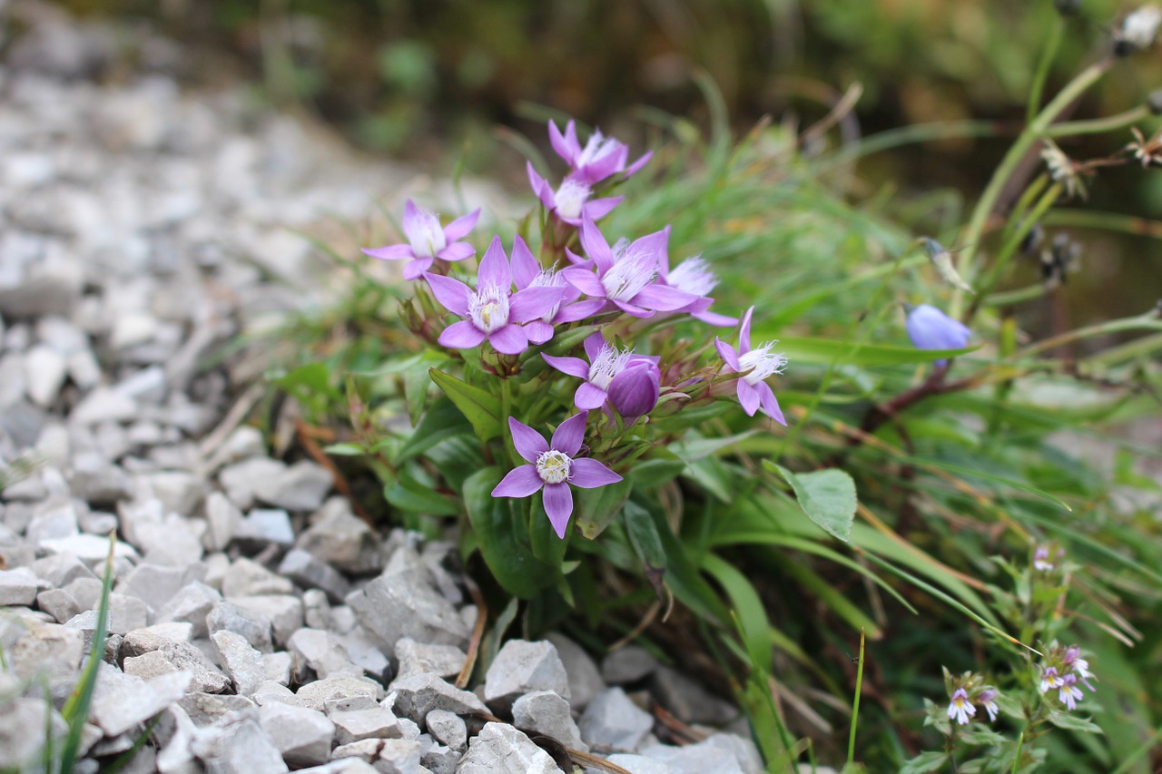 Gėlė, Rokas, Akmenys, Žolė, Purpurinės Gėlės, Gamta, Fauna, Augalas, Gėlės, Violetinė