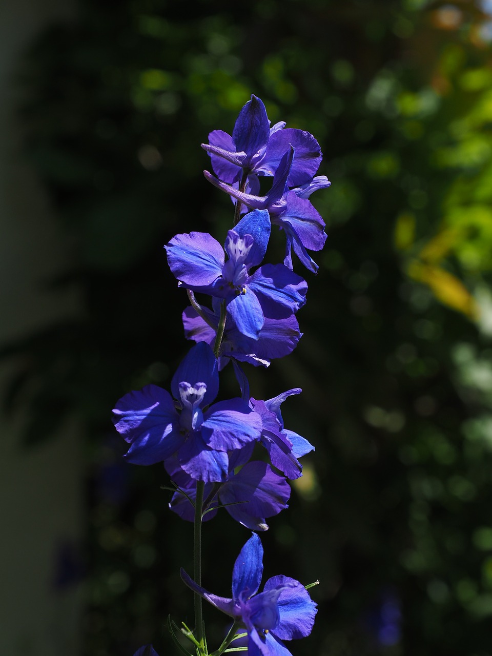 Gėlė, Žiedas, Žydėti, Mėlynas, Didelis Larkspur, Delphinium Elatum, Larkspur, Delphinium, Hahnenfußgewächs, Ranunculaceae