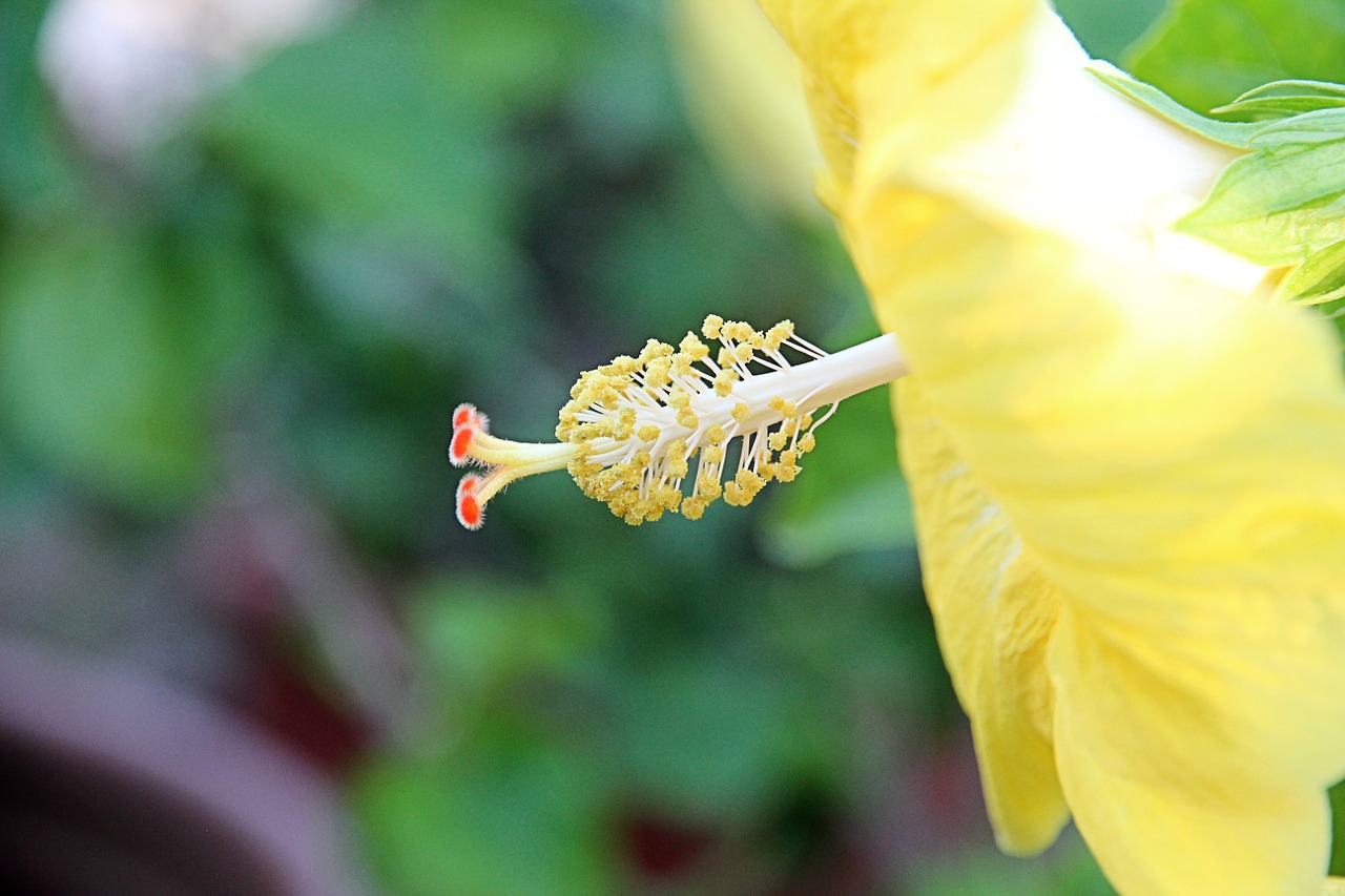 Žiedas, Žydėti, Pistil, Žiedadulkės, Gėlė, Hibiscus, Mallow, Uždaryti, Gamta, Augalas