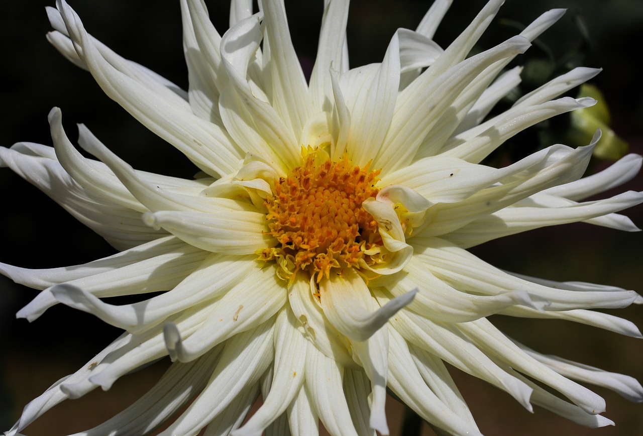 Gėlė, Dahlia, Žiedas, Žydėti, Gėlių Sodas, Balta, Žydėti, Nemokamos Nuotraukos,  Nemokama Licenzija