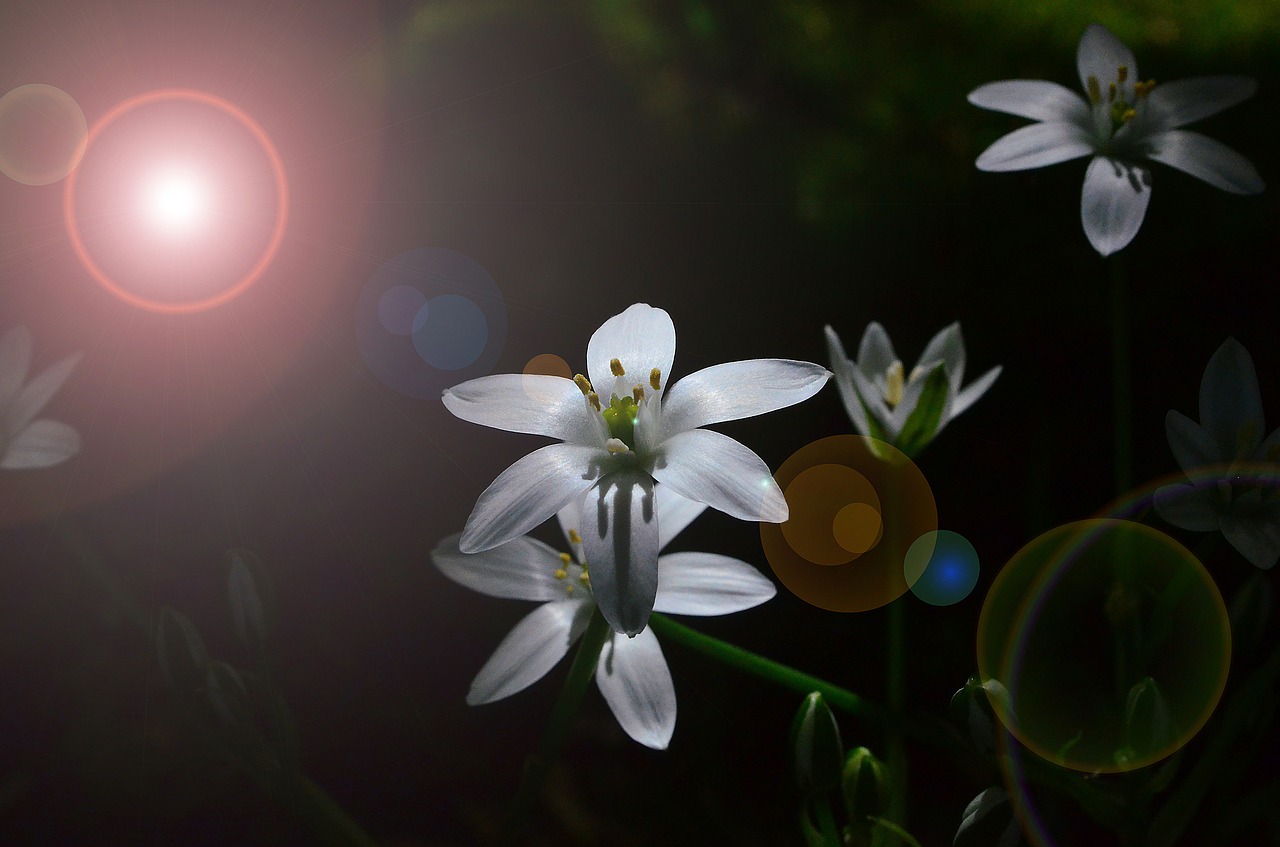 Gėlė, Balta, Žiedas, Žydėti, Gypsophila, Gvazdikų Šeima, Gamta, Laukinė Gėlė, Nemokamos Nuotraukos,  Nemokama Licenzija