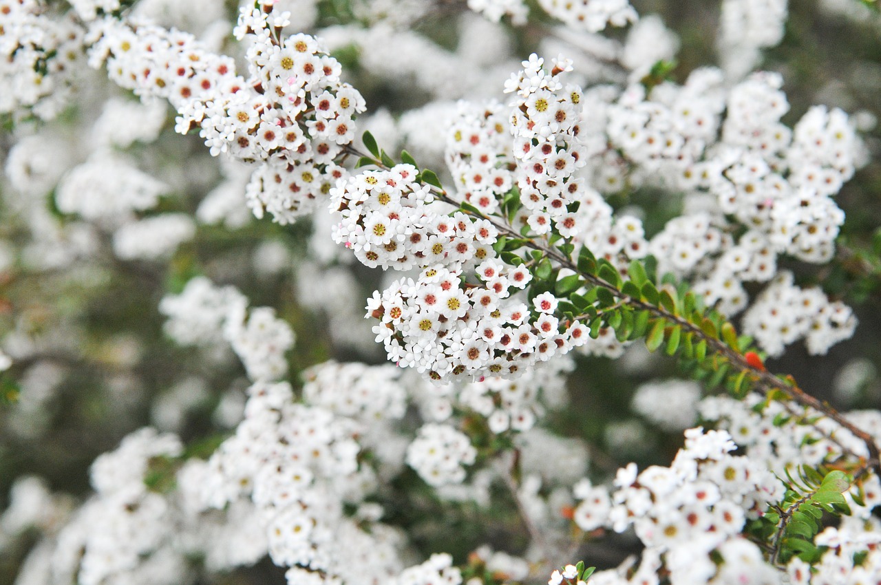 Gėlė, Balta, Žydi, Žiedas, Gamta, Gėlių, Augalas, Flora, Sodas, Botanika