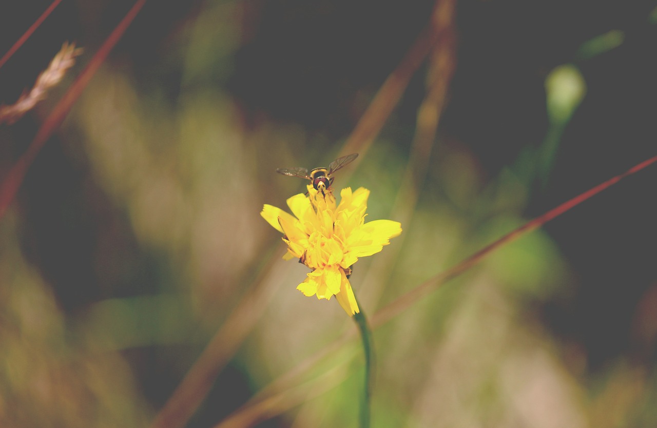 Gėlė, Vabzdys, Iš Arti, Augalas, Gamta, Vasara, Žiedas, Gėlių, Hoverfly, Gėlių Skristi