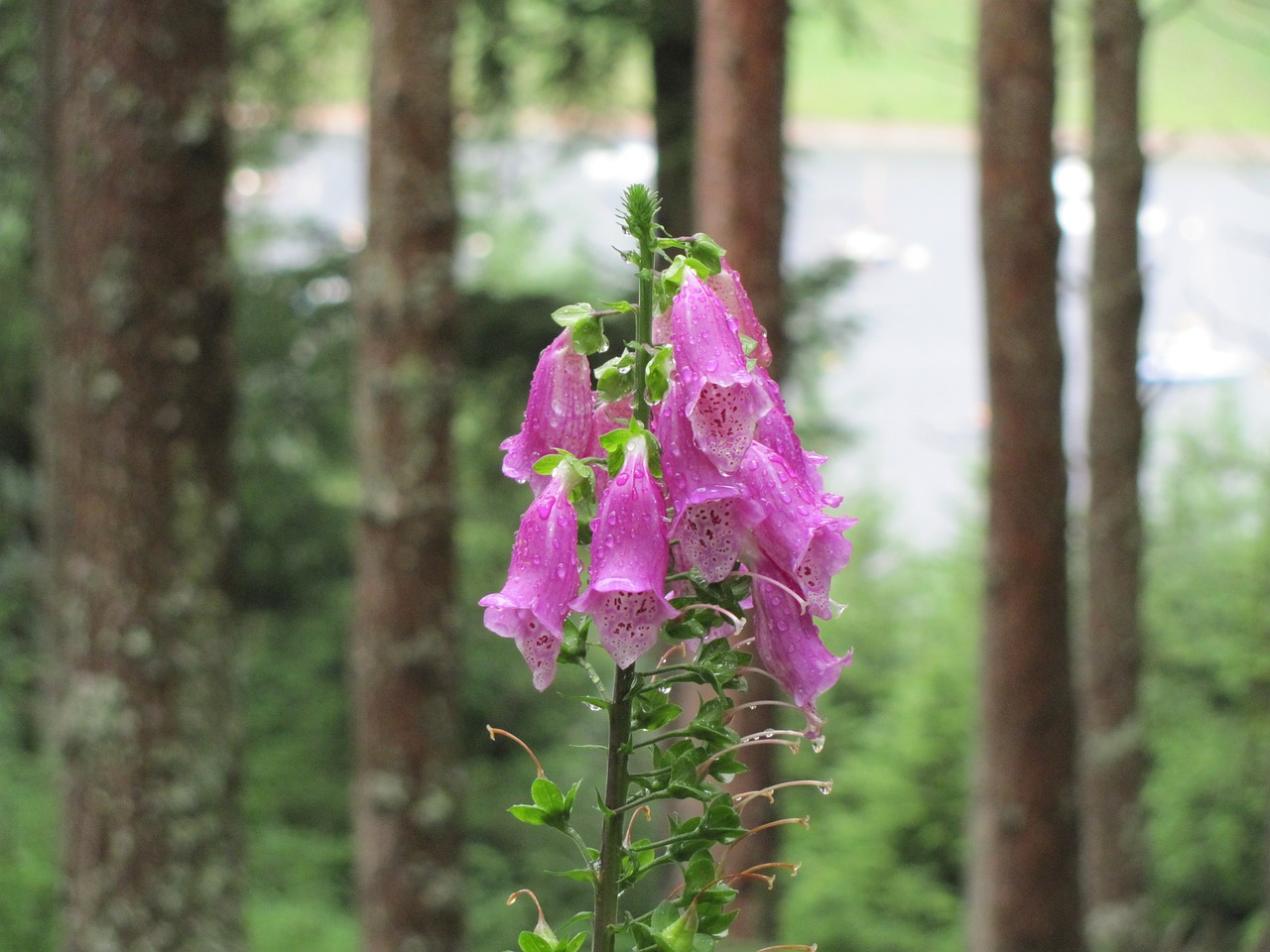 Gėlė, Kielder, Violetinė, Šlapias, Nemokamos Nuotraukos,  Nemokama Licenzija