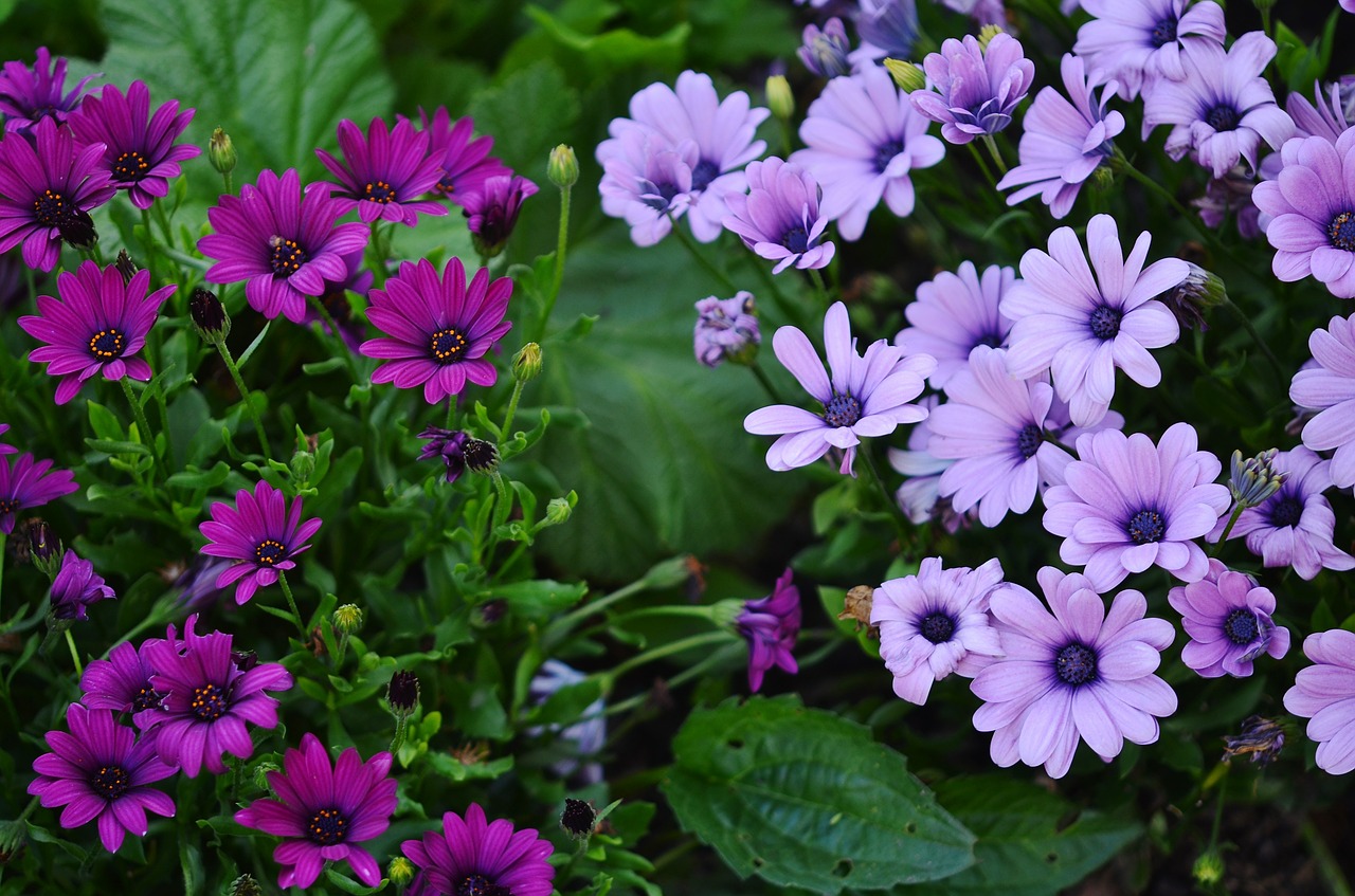 Gėlė, Gėlių, Alyva, Gamta, Žiedas, Sodas, Flora, Žalias, Vasara, Natūralus