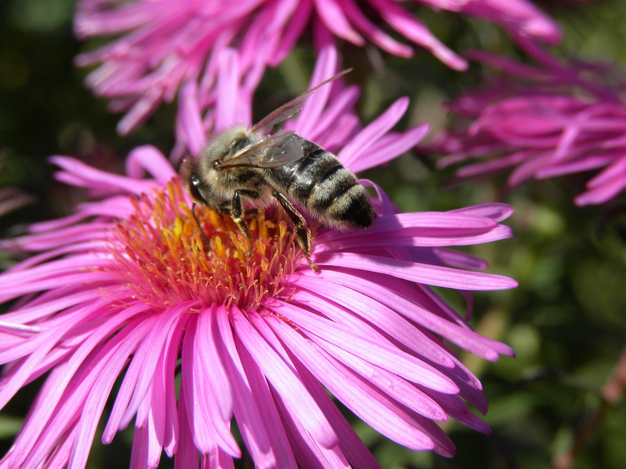 Gėlė, Bičių, Violetinė, Žiedas, Žydėti, Vabzdys, Sodas, Nemokamos Nuotraukos,  Nemokama Licenzija