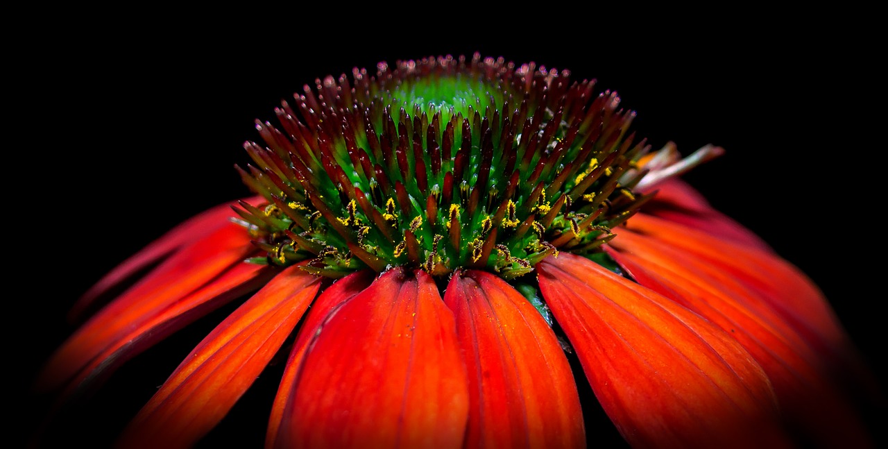 Žiedas, Žydėti, Makro, Pano, Echinacea, Gėlė, Geltona, Gamta, Oranžinė, Augalas