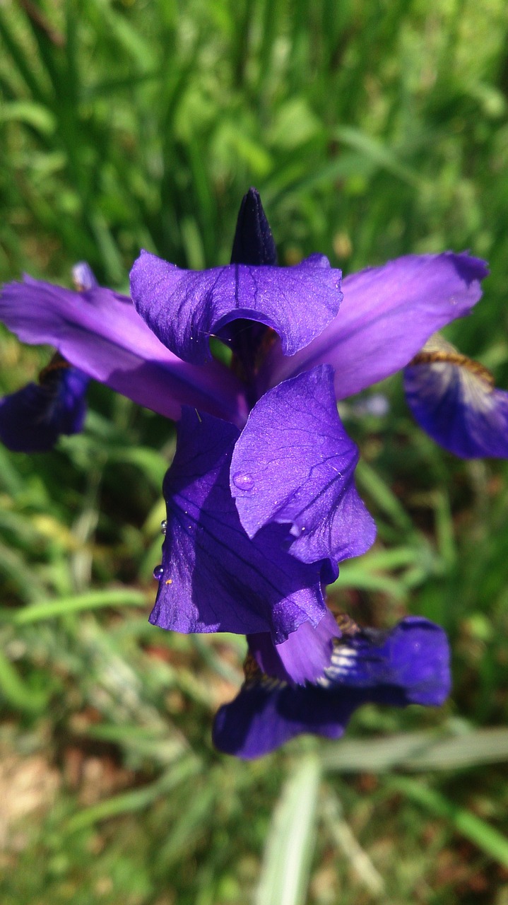 Gėlė, Augalai, Makro, Gamta, Violetinė, Nemokamos Nuotraukos,  Nemokama Licenzija