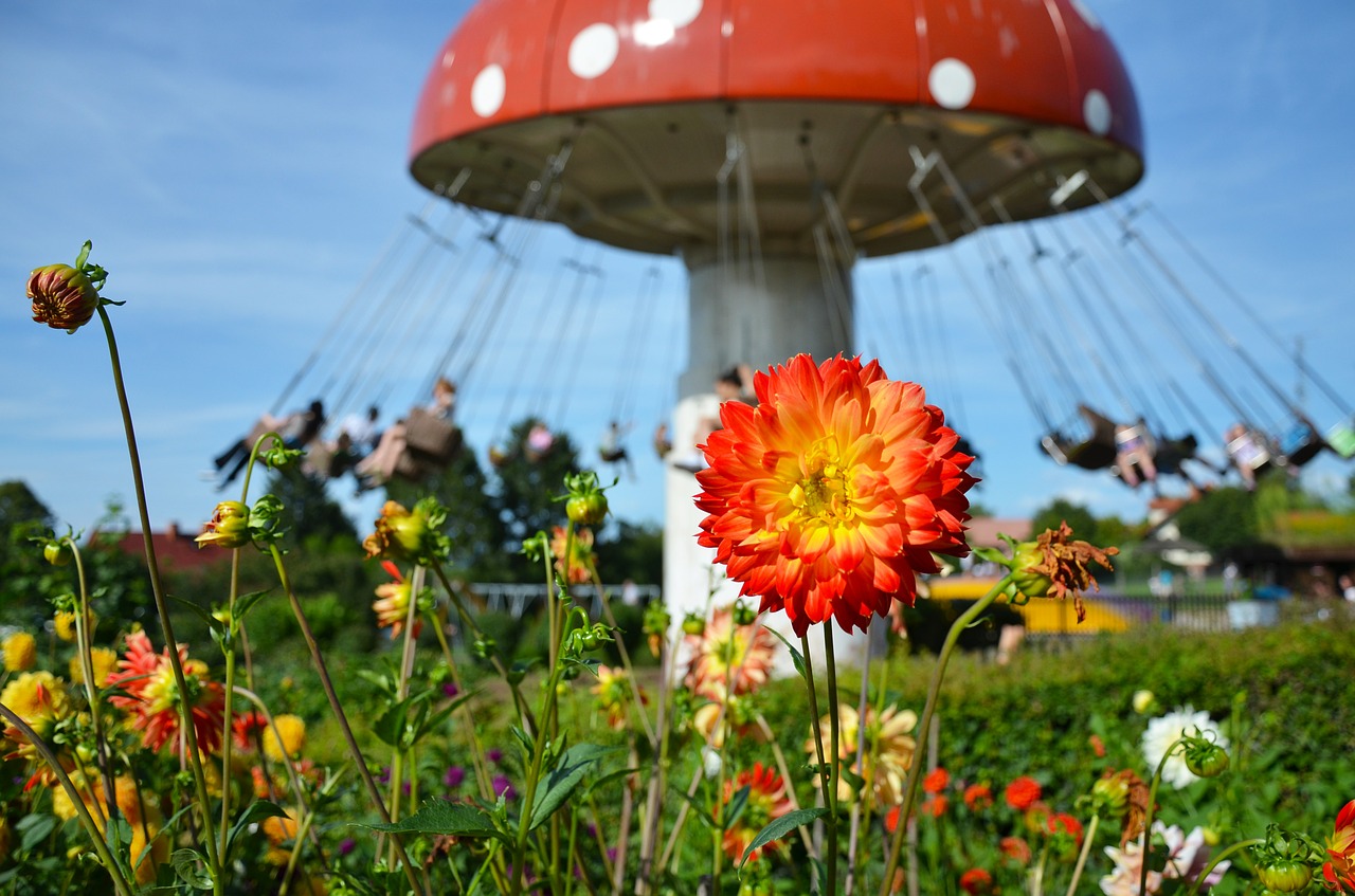 Gėlė, Dahlia, Žiedas, Žydėti, Augalas, Raudona, Gėlių Sodas, Sodo Augalas, Oranžinė, Skristi Agaro