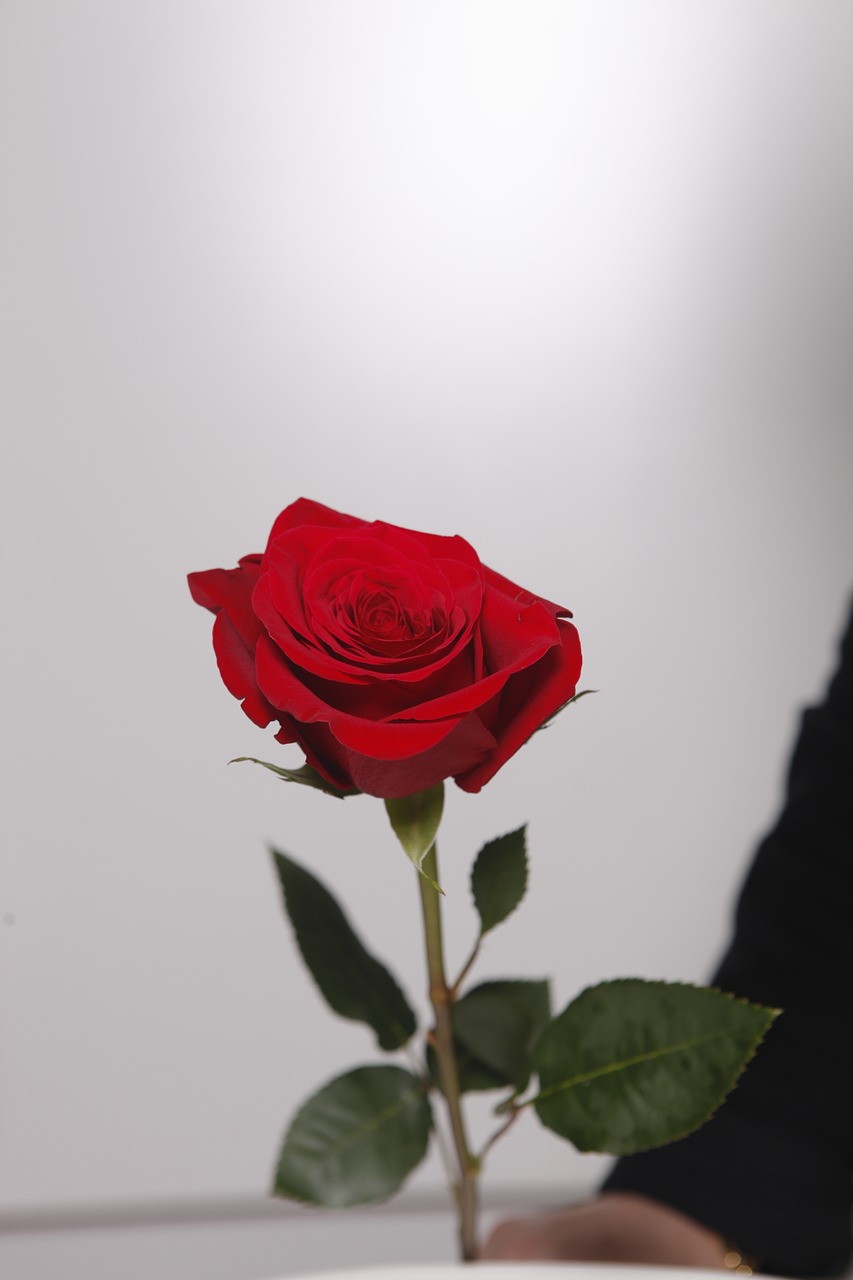Gėlė, Rosa, Raudona, Gėlės, Raudona Roze, Nemokamos Nuotraukos,  Nemokama Licenzija